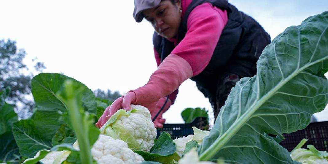 Sebze tarlalarında hasat telaşı! 1 milyon 900 bin ton üretim yapılıyor, emekler karşılığını buluyor! 2
